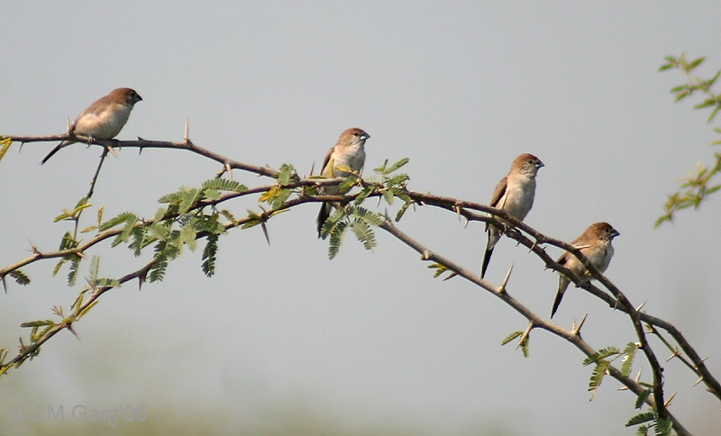 Im20110342 munia7.jpg