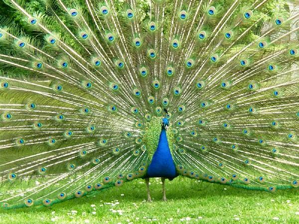 Peacock-2.JPG