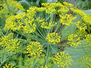 08-dill-300.jpg