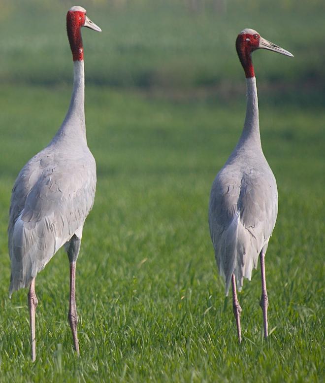 Saurus cranes-2.JPG