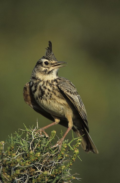 CRESTED LARK.jpg