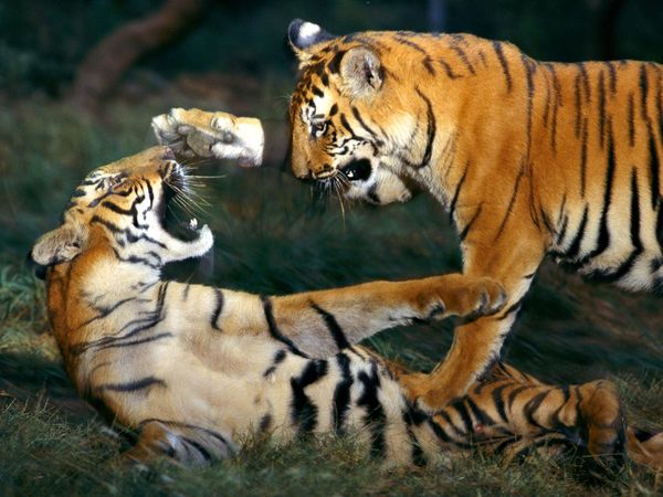 Bengal-tiger-playing 461 600x450.jpg