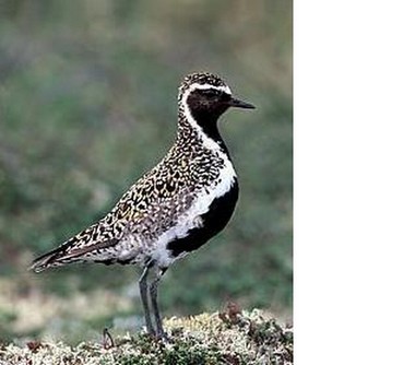 Golden plover-male.JPG