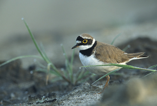 Little ringed plover.jpg