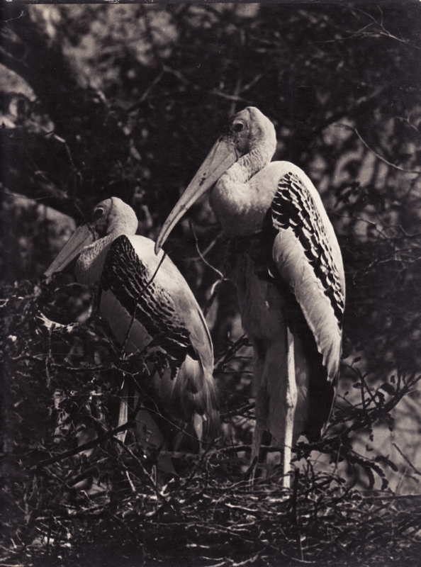 Painted storks going to sleep.jpg