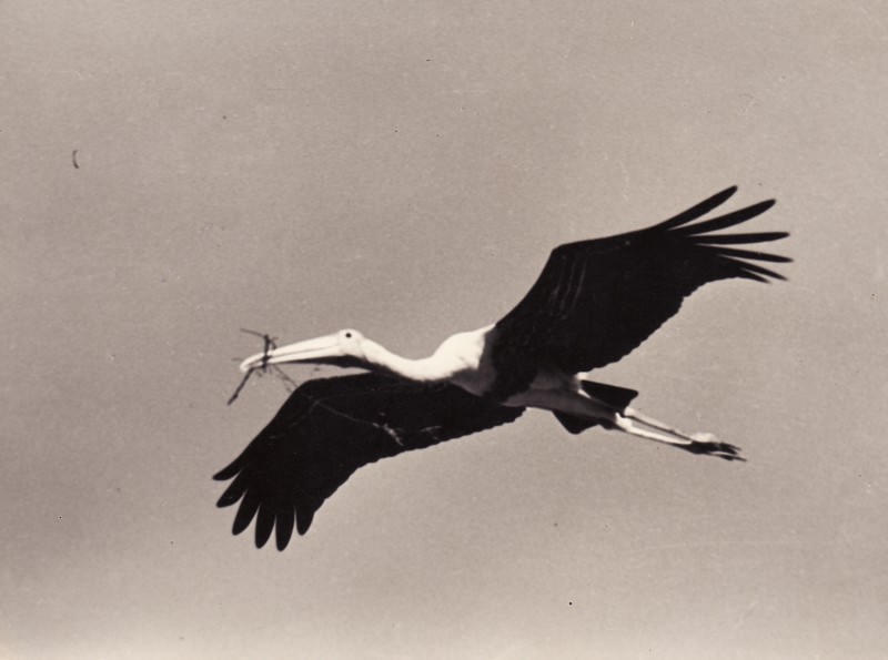 Painted stork carries nesting material.jpg