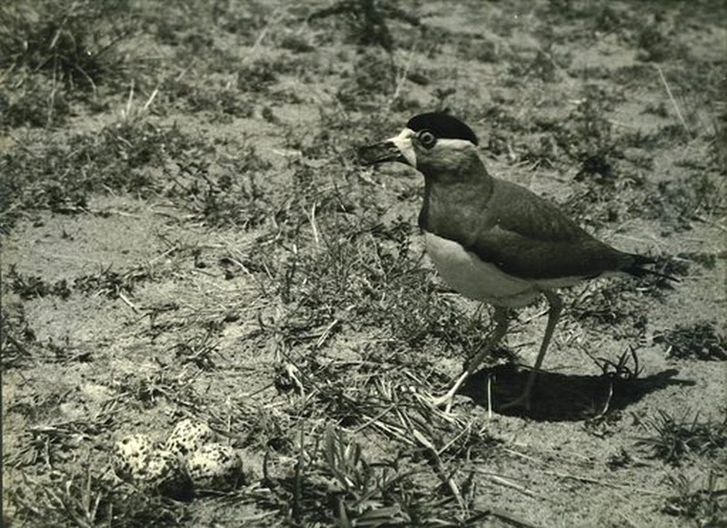 Y.W.Lapwing walking back to nest-modified-14-12-10.jpg