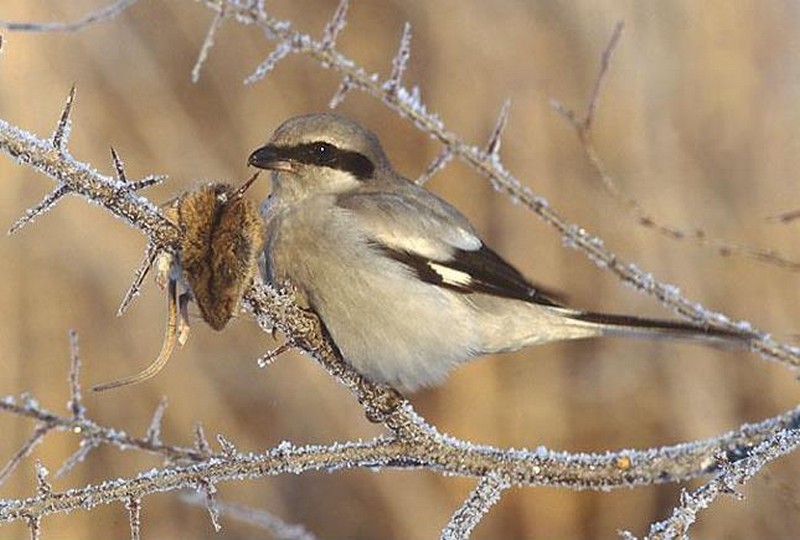 Mouse-in-shrike's -larder.JPG