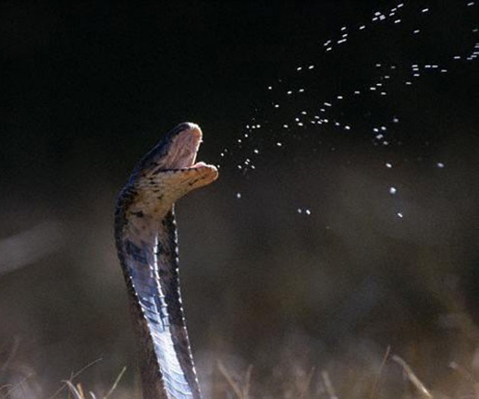 Spitting cobra-mosambique.jpg