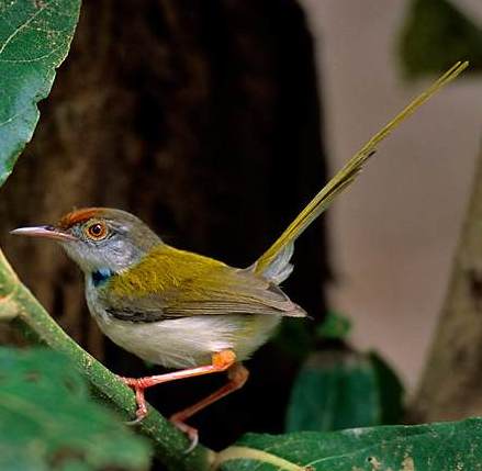 Tailor bird 1.jpg