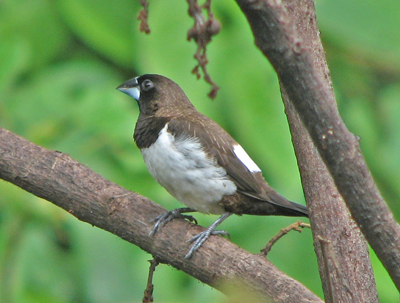 Im20110339 munia4.jpg