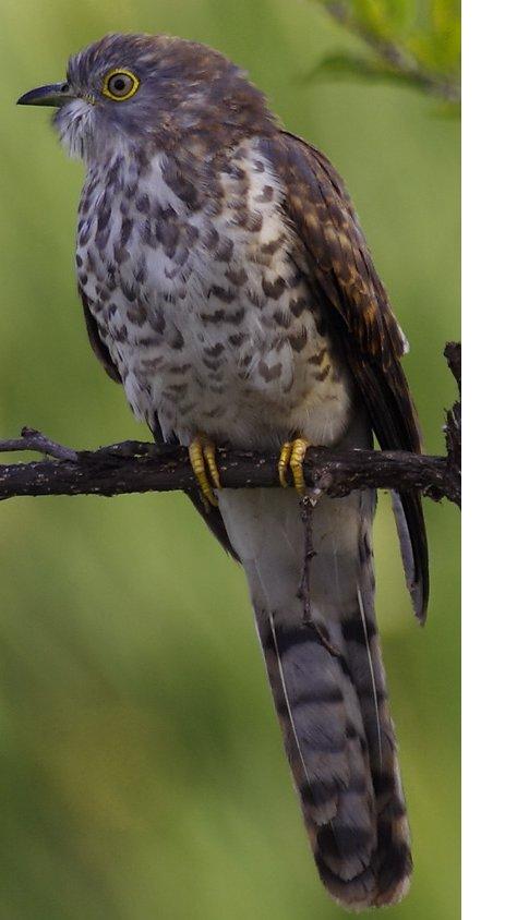 Hawk cuckoo.JPG