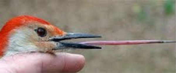 Wood-pecker's tongue-3.jpg