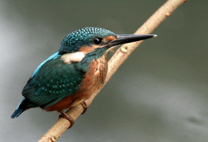 Common king-fisher.JPG
