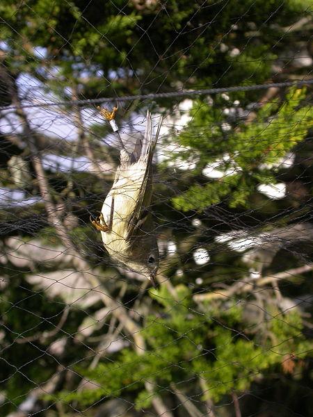 Bird with ring in its leg caught in mist net.JPG