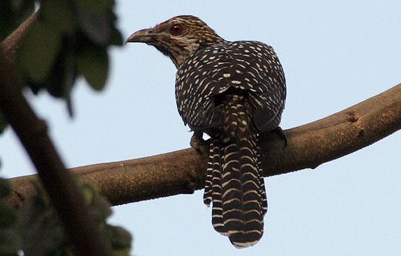 Cuckoo-female.JPG