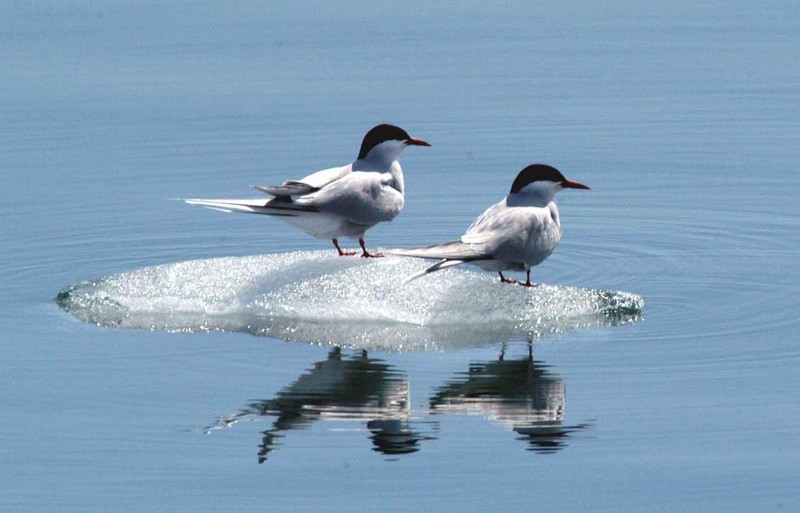 Arctic tern pair.JPG