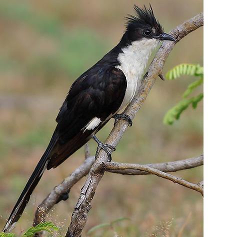 Pied crested cuckoo-2.JPG
