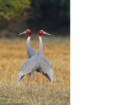 Saurus cranes-1fஒர்.JPG
