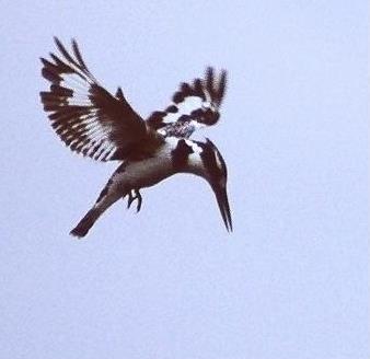 Pied King-fisher ready to dive.JPG