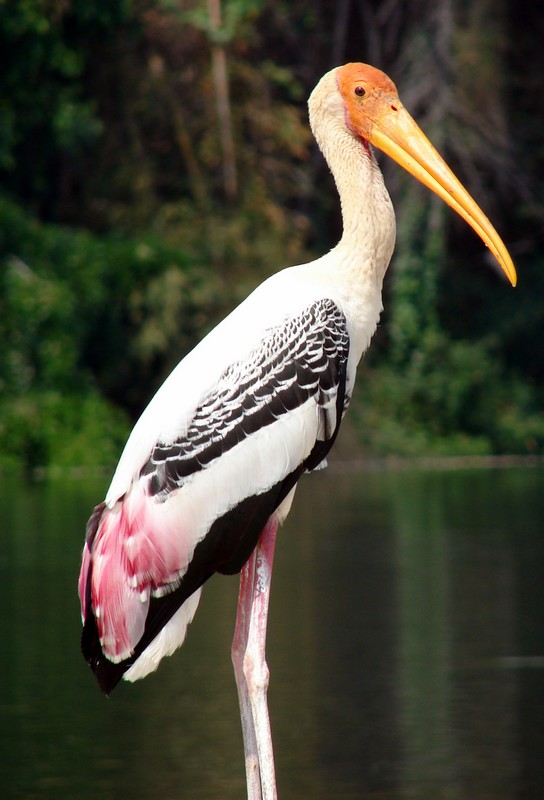 Painted Stork in colour.jpg