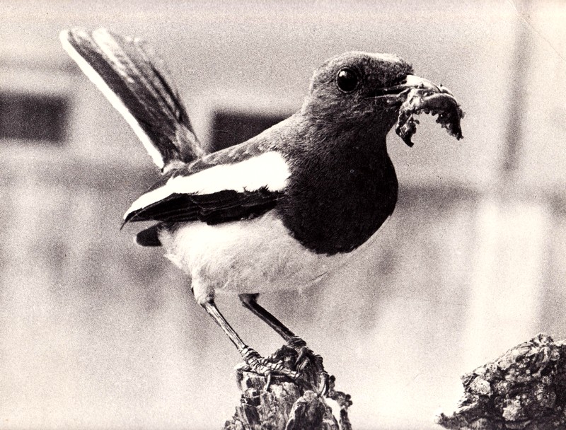 Magpie Robin-modified17-10-10.JPG