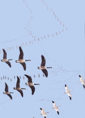 Formation flight of three different migratory birds.JPG
