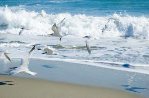 Birds-22390.jpg