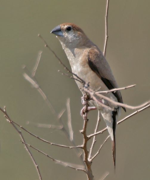 Im20110340 munia5.jpg