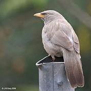 Babler or seven sisters.JPG