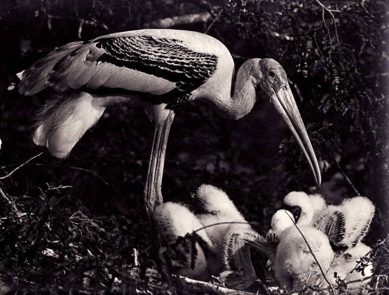Painted stork- 1.jpg