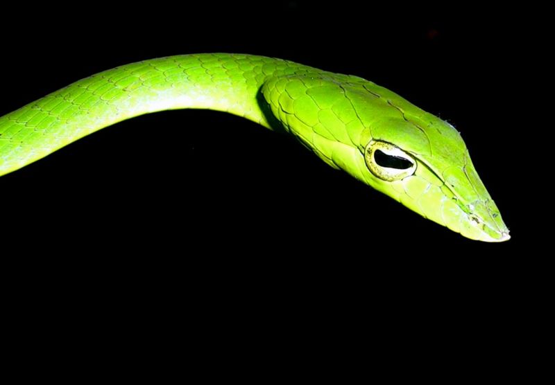 Greensnake.jpg