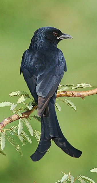 Black drongo.jpg