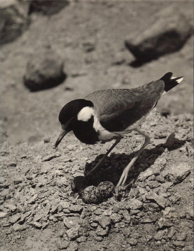 Red-wattled Lapwing-modified-29-10-20.jpg