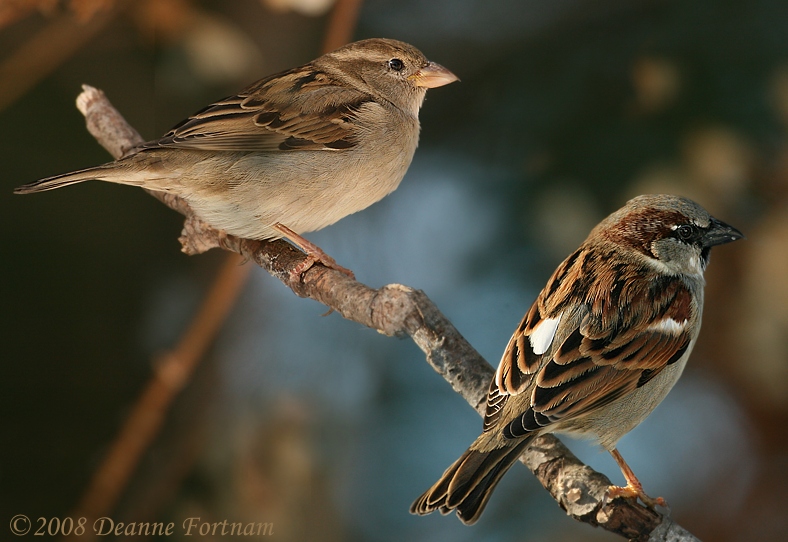 2008HouseSparrow.jpg