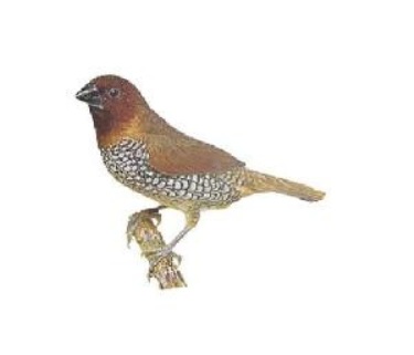 Im20110338 munia3.jpg