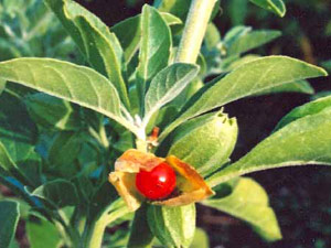 14-ashwagandha300.jpg