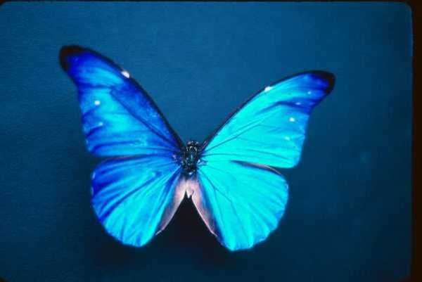 Butterfly.jpg