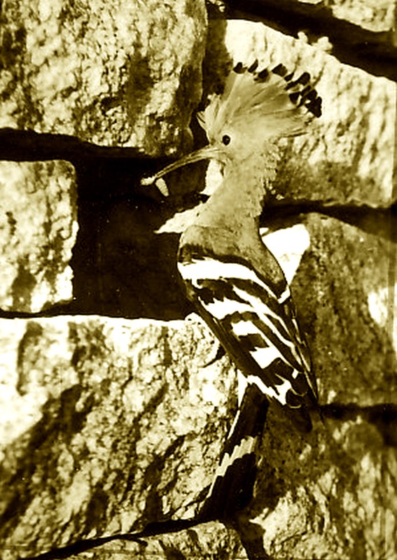 Hoopoe 0001- in Sepia colour.jpg