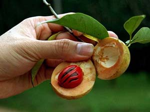 21-myristica-fragrans300.jpg