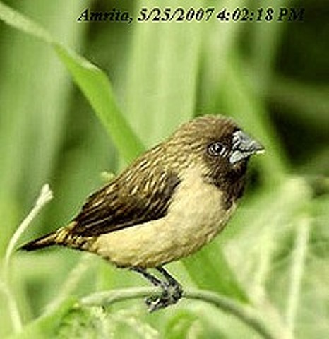 Im20110341 munia6.jpg