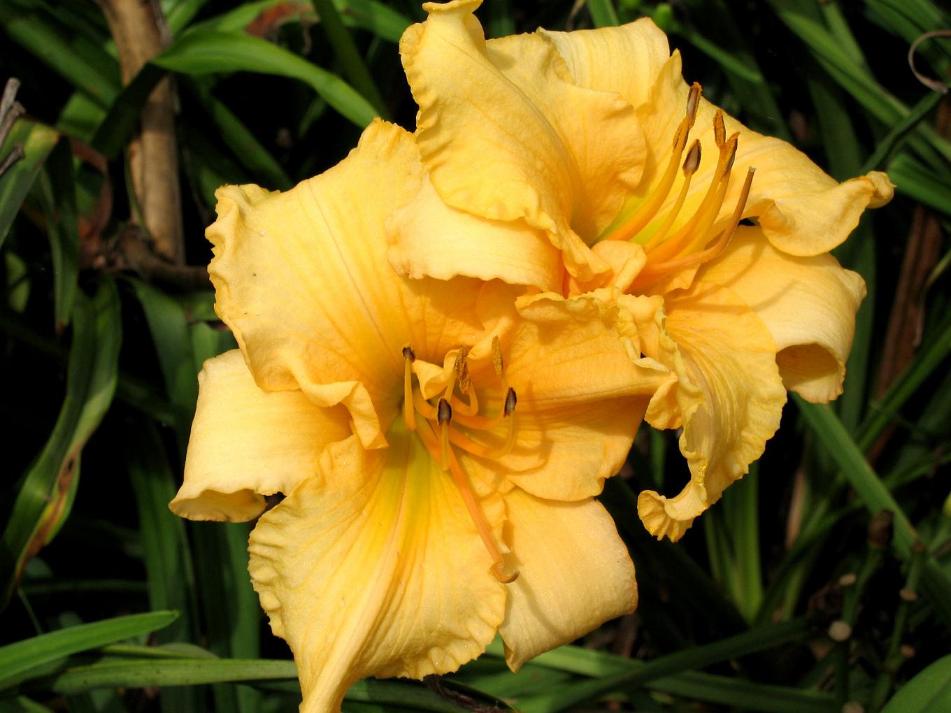 படிமம்:Eveningflower.jpg