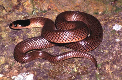 Snake,0.jpg