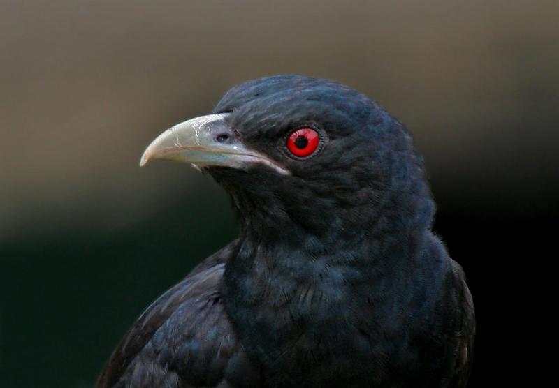Cuckoo-male-2.JPG