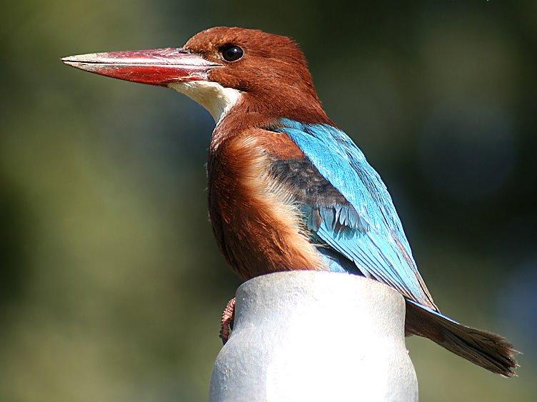 White breasted King-fisher.JPG