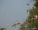 DSC04258pelican in group.JPG