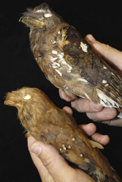 Frogmouth-bird-71811.jpg