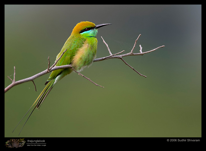 Green Bee eater-2.jpg