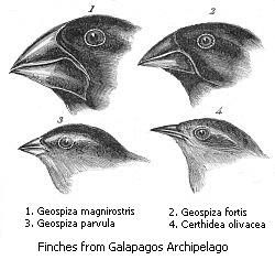 Finches.jpg