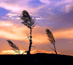 Landscape.png